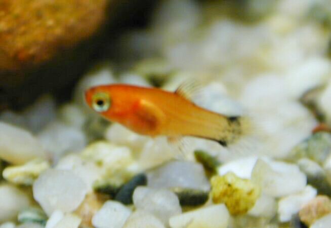 Vasca Di Crescita Per Avannotti Marina - 2 Litri, Trasparente, Da Appendere All'Acquario - Foto 2